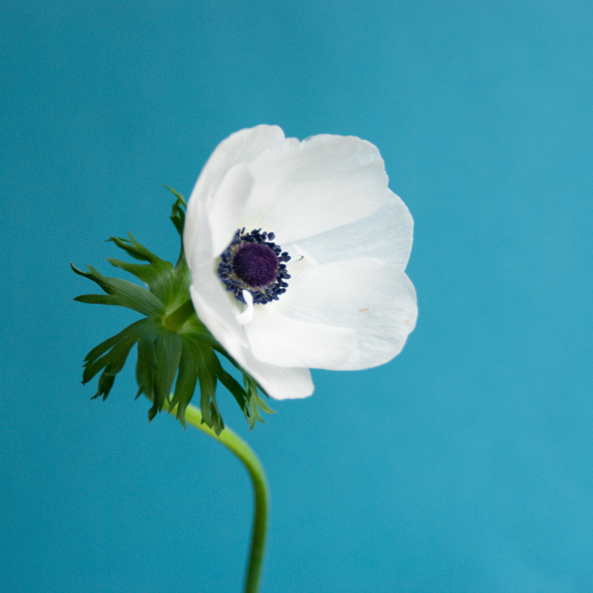 Anemone Marianne Panda White
