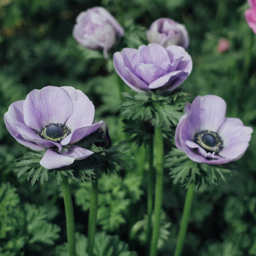 Jerusalem Blue White Anemone Corms