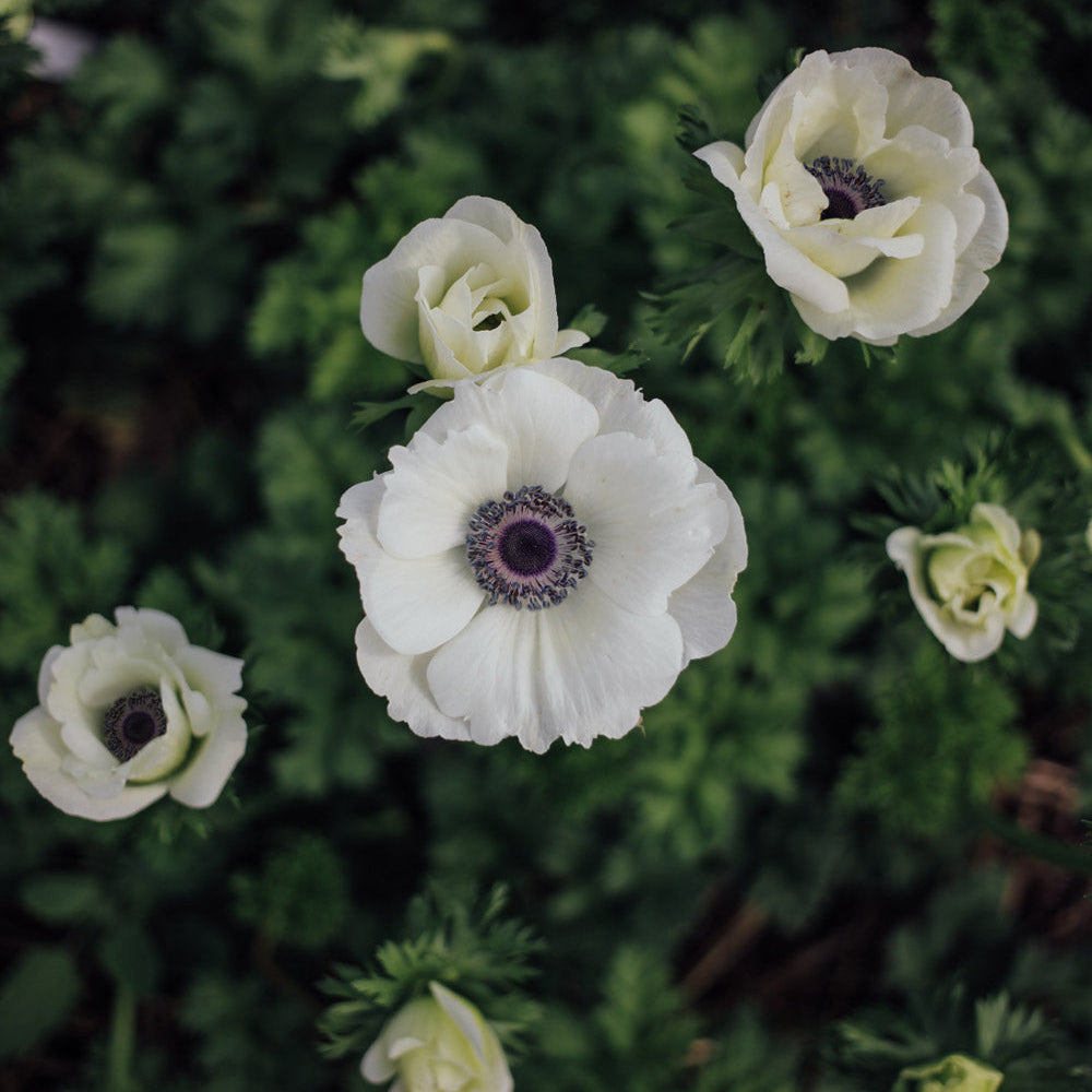 Marianne Panda White Anemone Corms