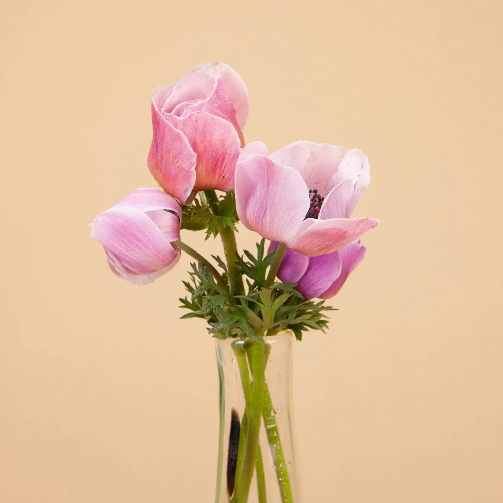 Anemone Mistral Rarity