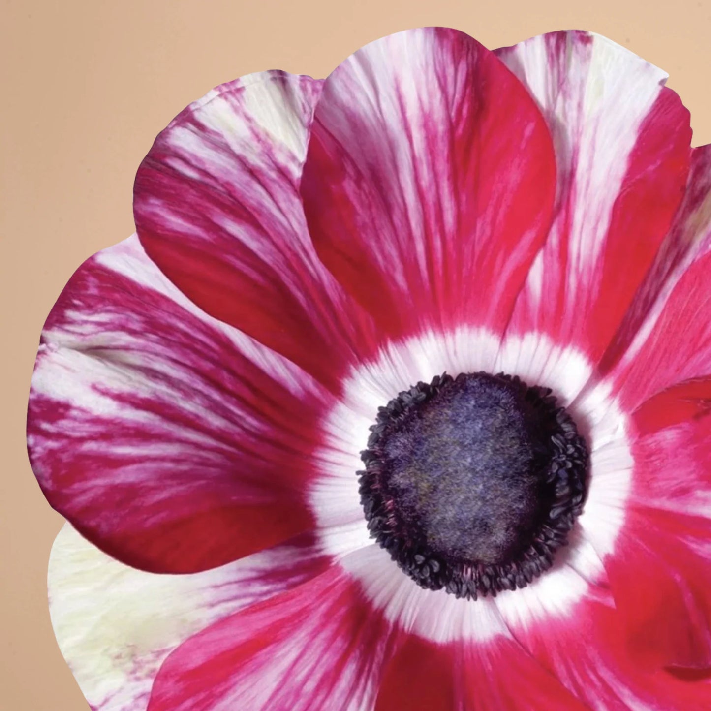 Anemone Mistral Tigre