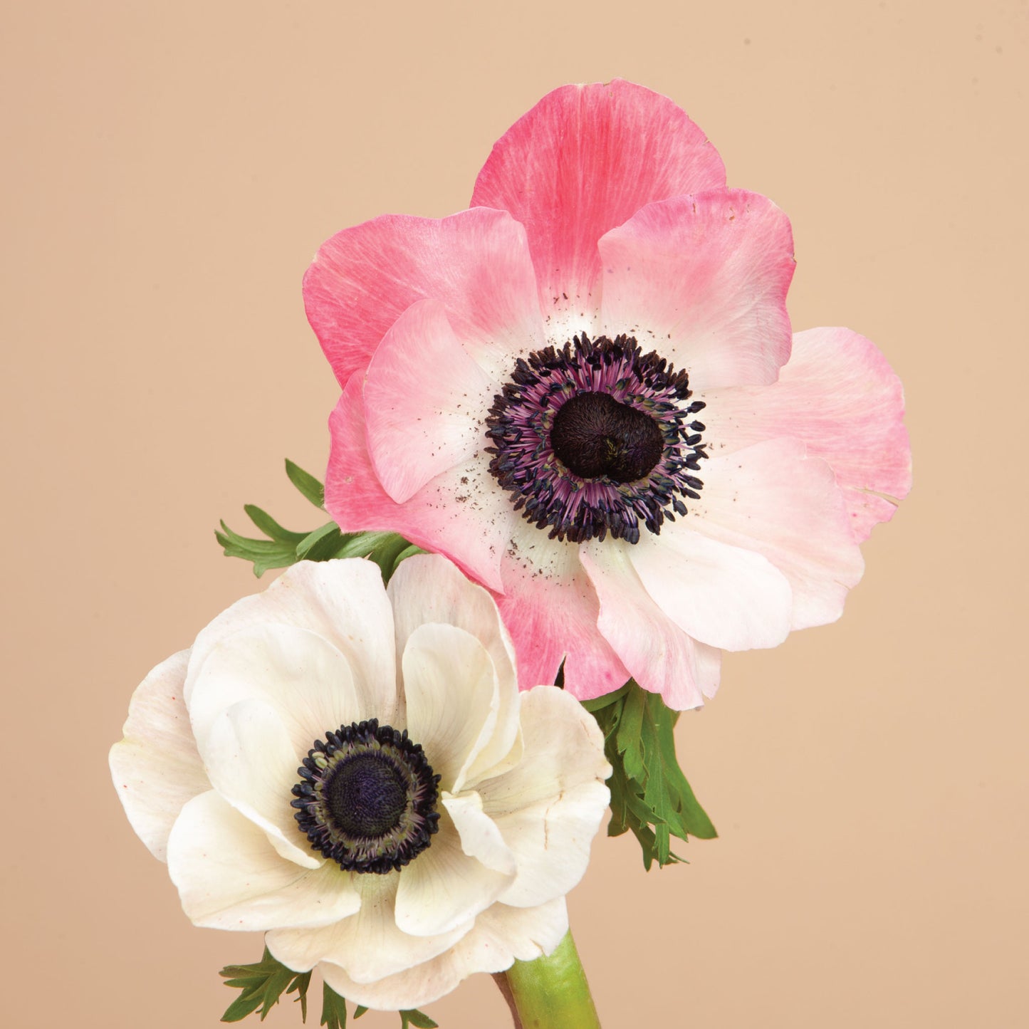 Anemone Pastel Mix Corms