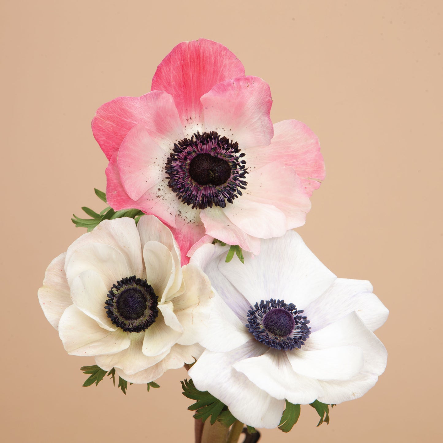 Anemone Pastel Mix Corms
