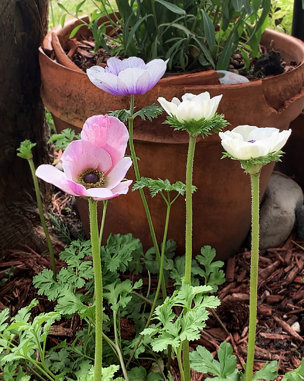 Anemone Pastel Mix Corms