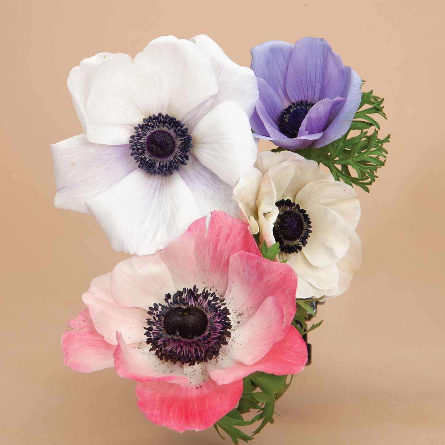 Anemone Pastel Mix Corms