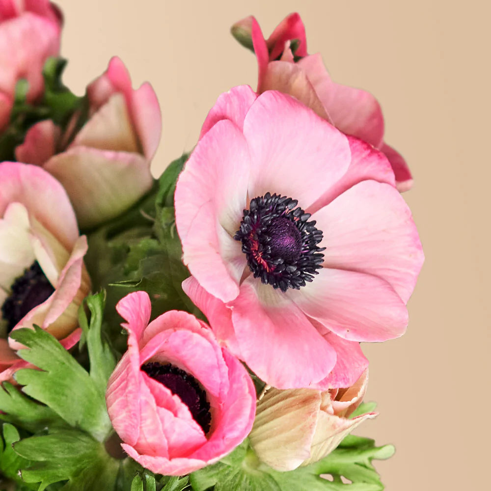Anemone Mistral Plus Chiaro