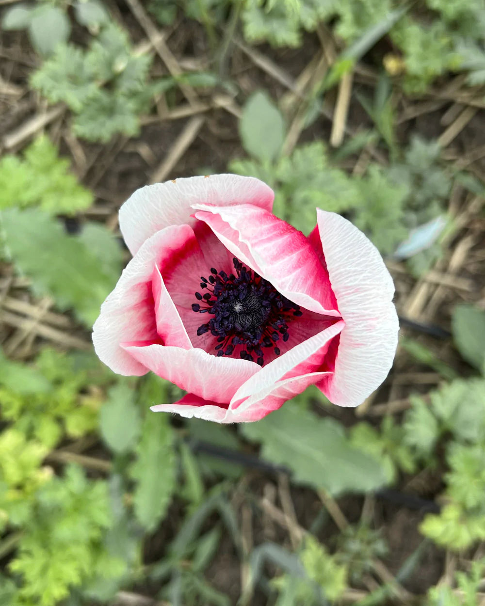 Anemone Mistral Tigre