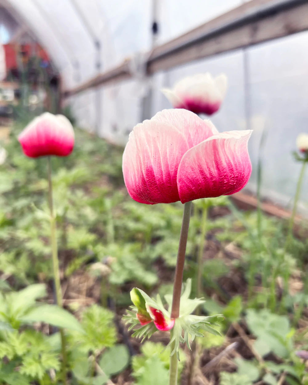 Anemone Mistral Tigre