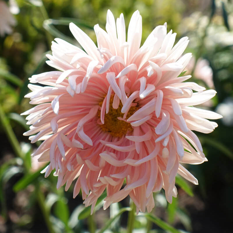 Tower Chamois Apricot Aster Seeds