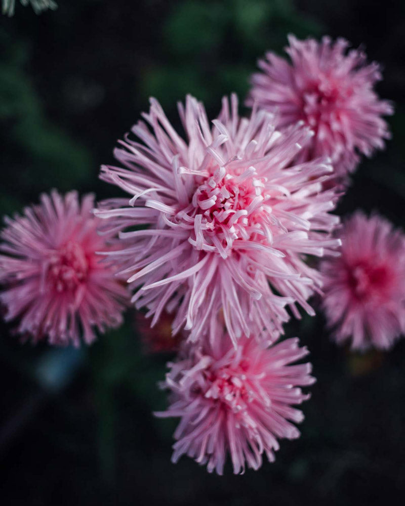Valkyrie Pink Aster Seeds