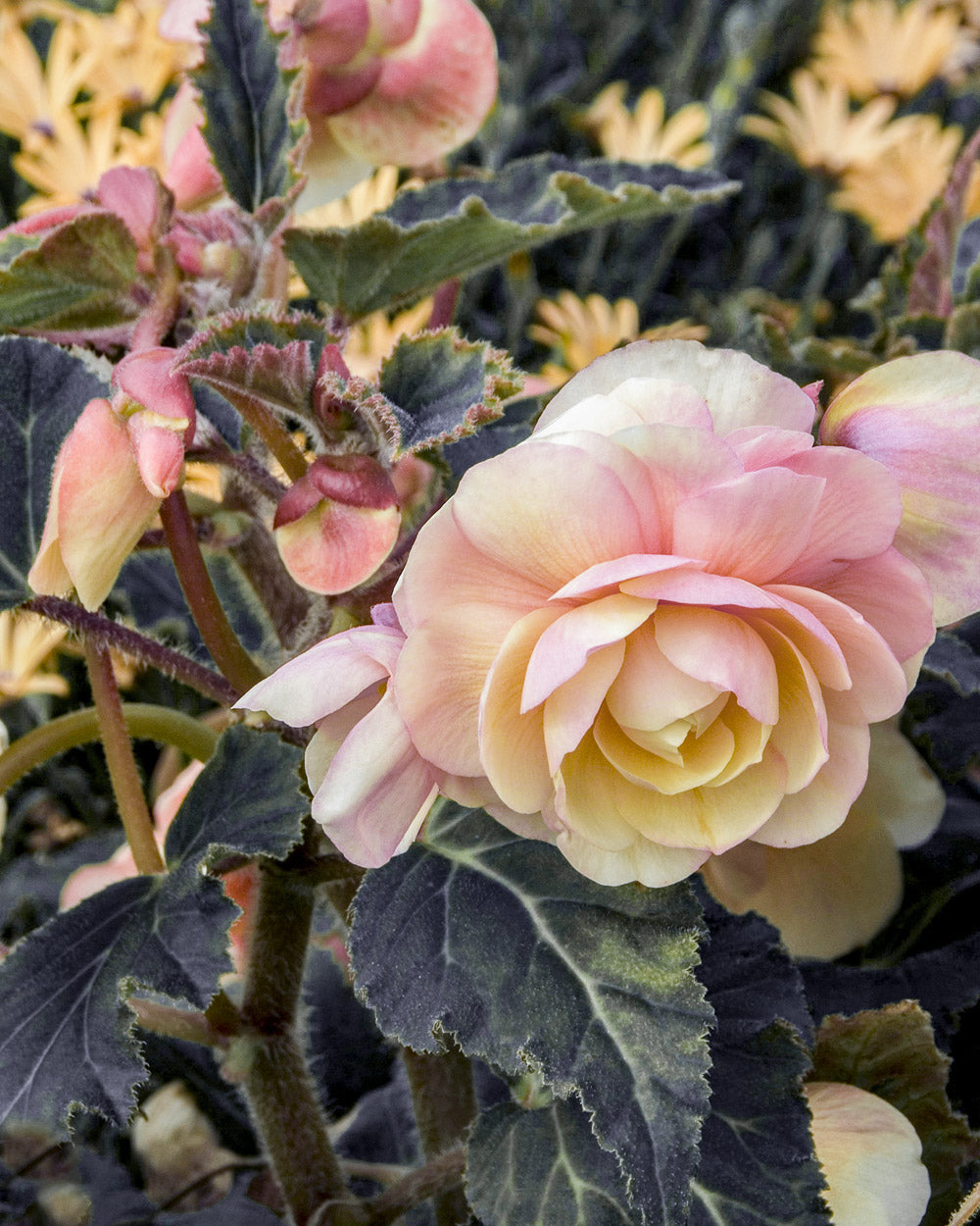 Iconia Lemon Berry Begonia