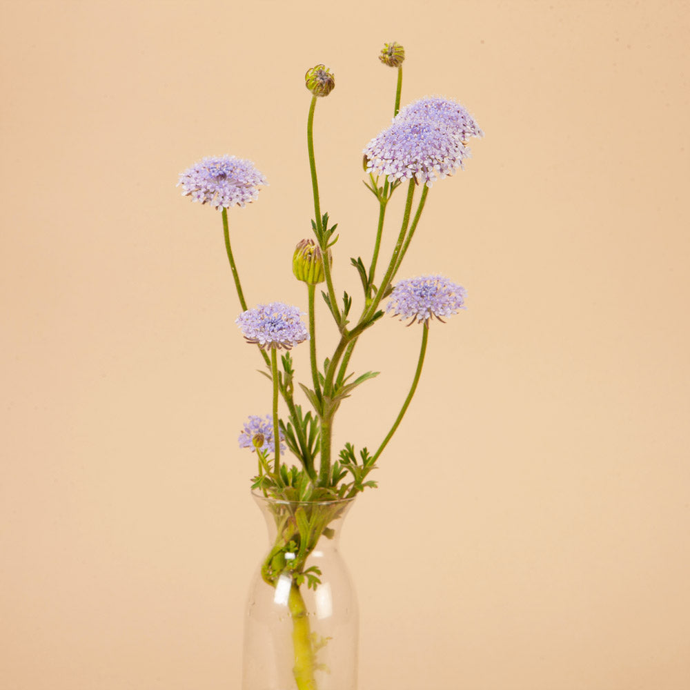 Blue Lace Flower Seeds