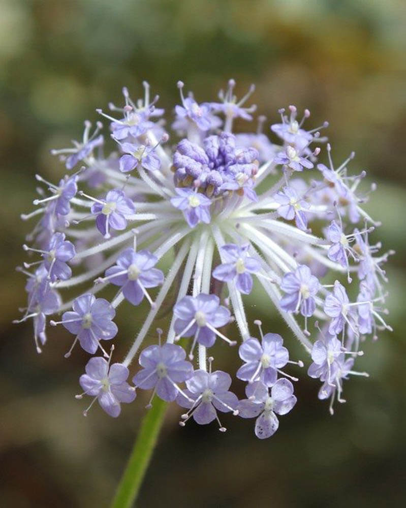 Blue Lace Flower Seeds