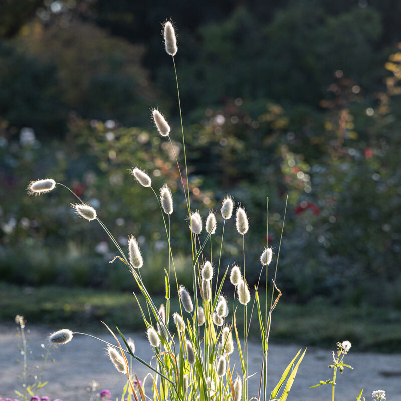 Bunny Tail Grass Plants