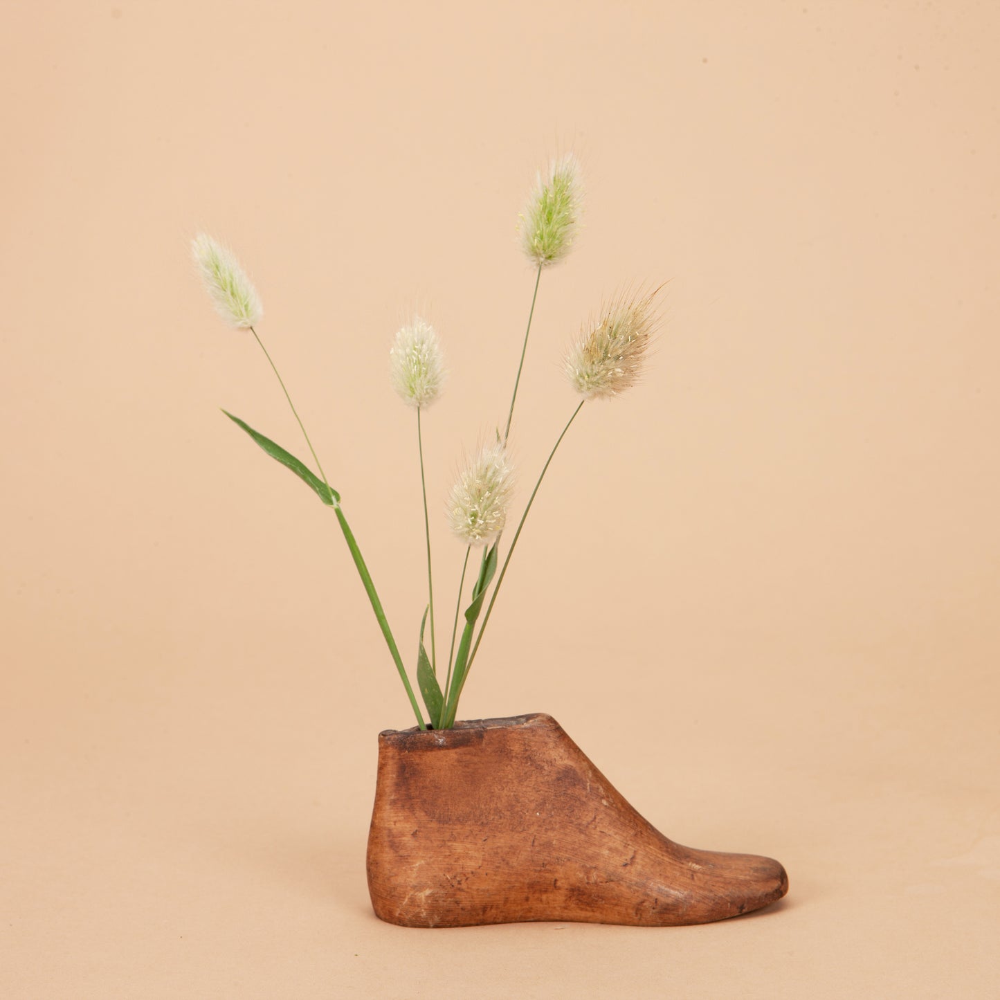 Bunny Tail Grass Plants