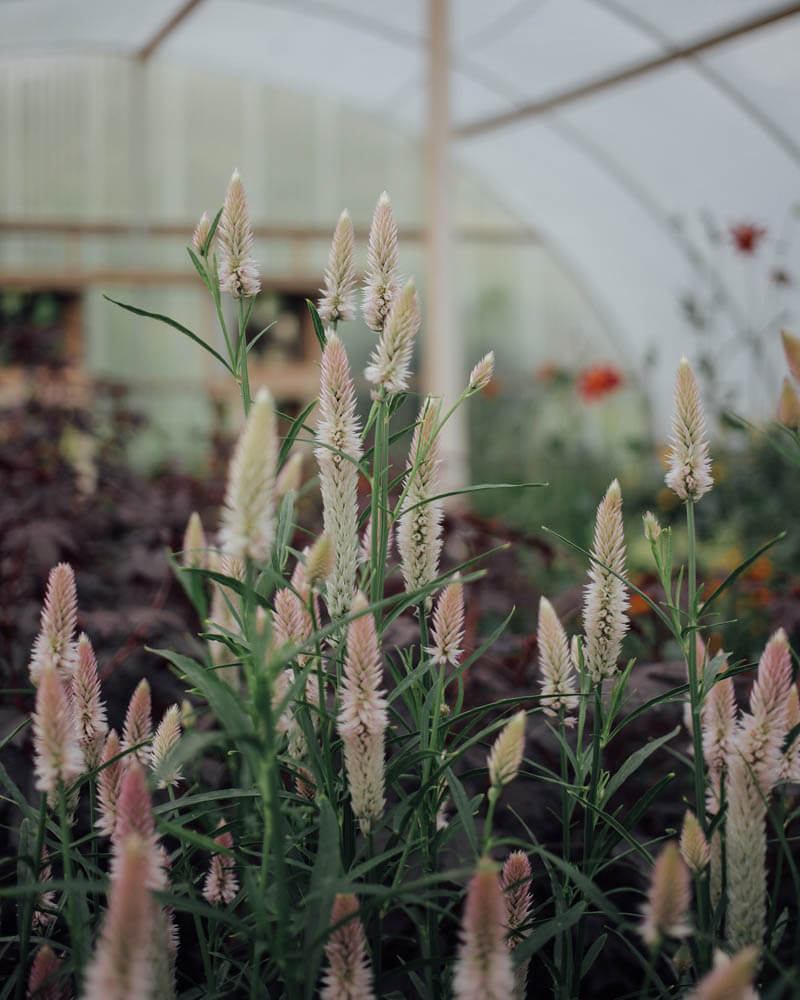 Celosia Flamingo Feather Seeds