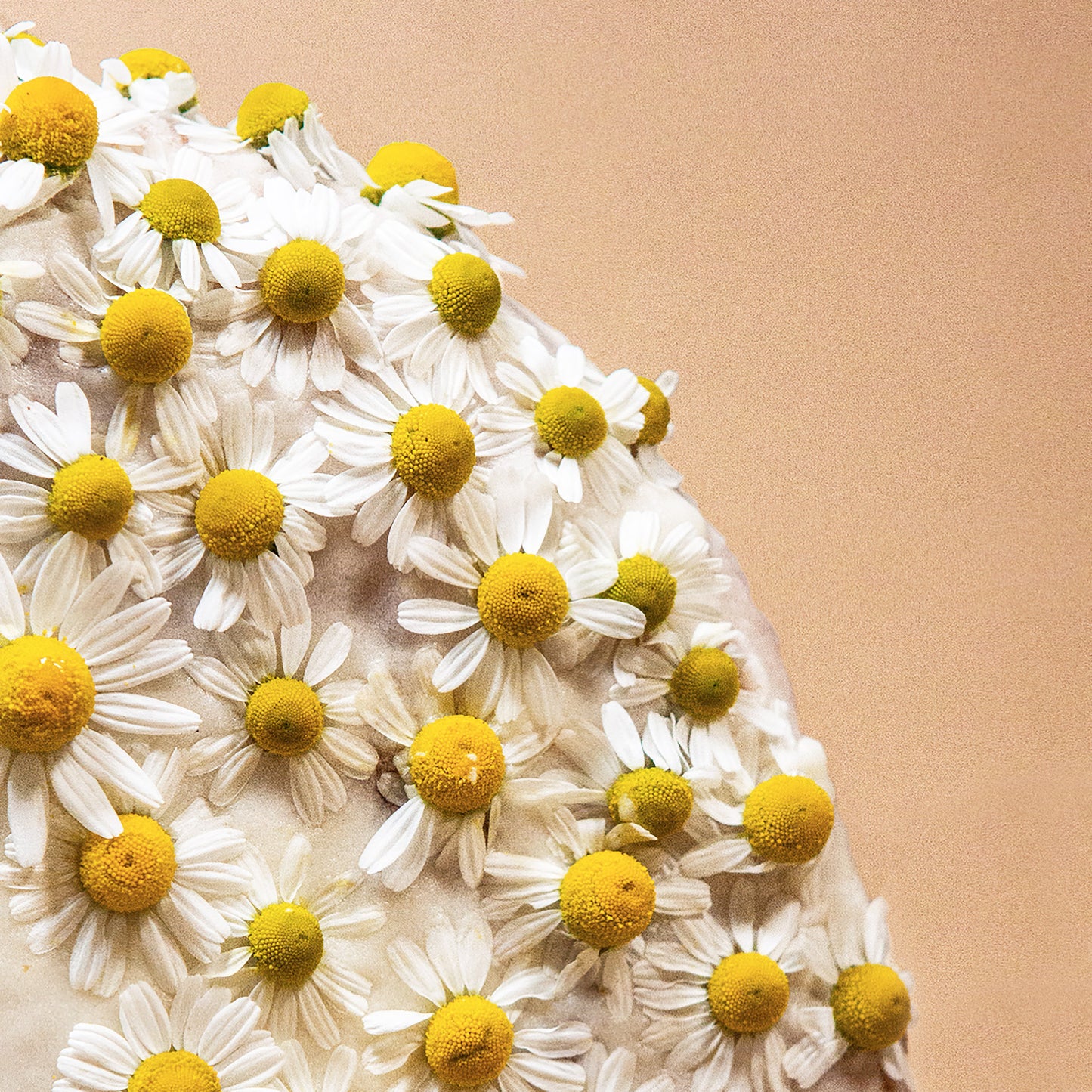 German Chamomile Plants