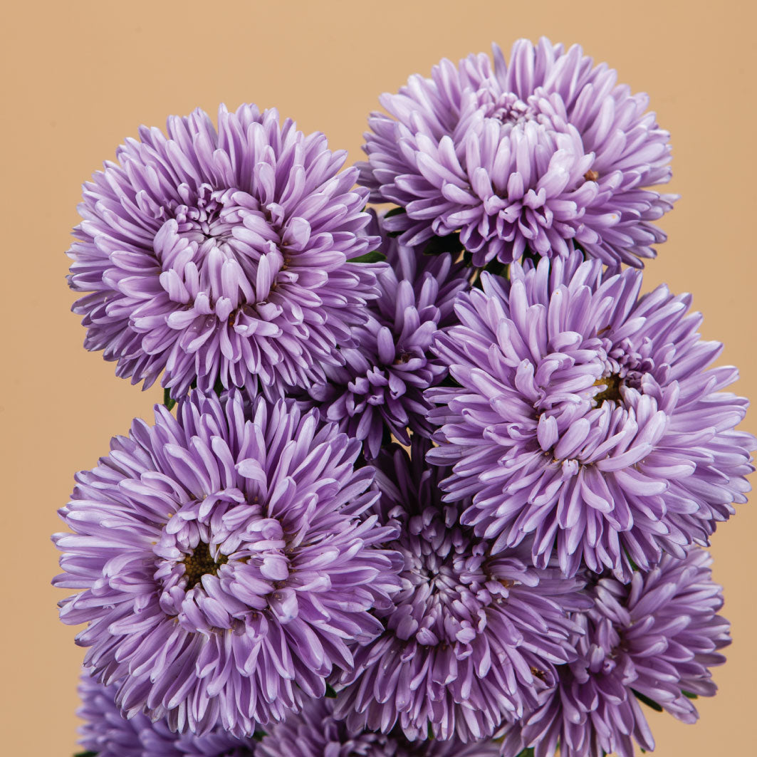 Moonstone Aster Plants