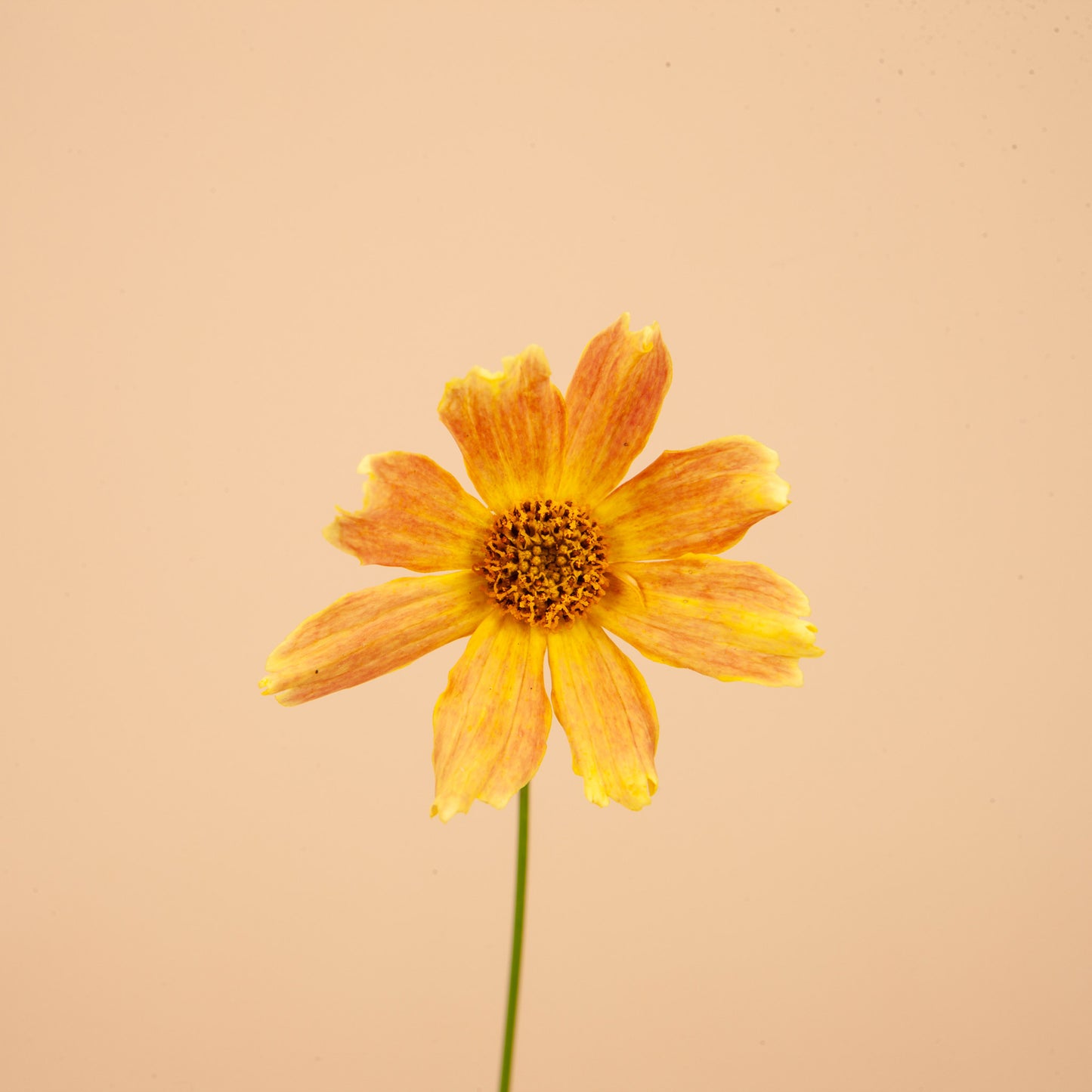 Créme Caramel Coreopsis Plants