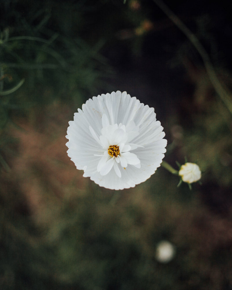 Cosmos Cupcakes And Saucers Mix Seeds