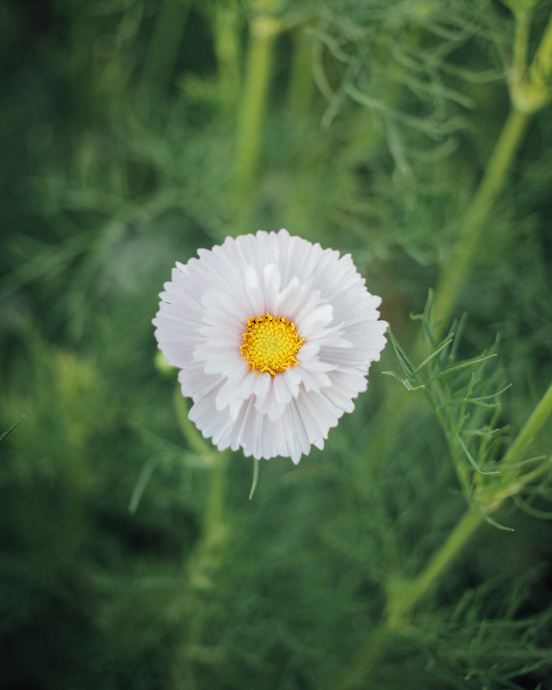 Cosmos Cupcakes And Saucers Mix Seeds