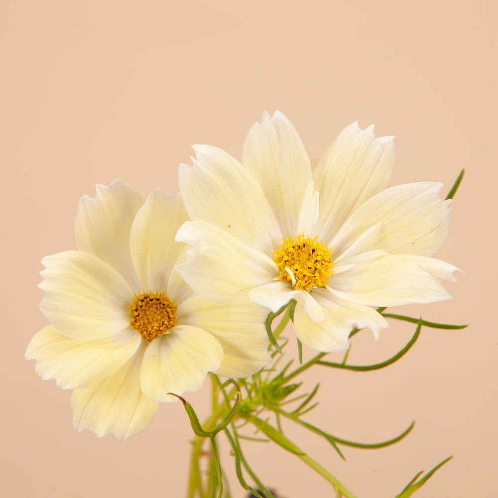 Xanthos Cosmos Seeds