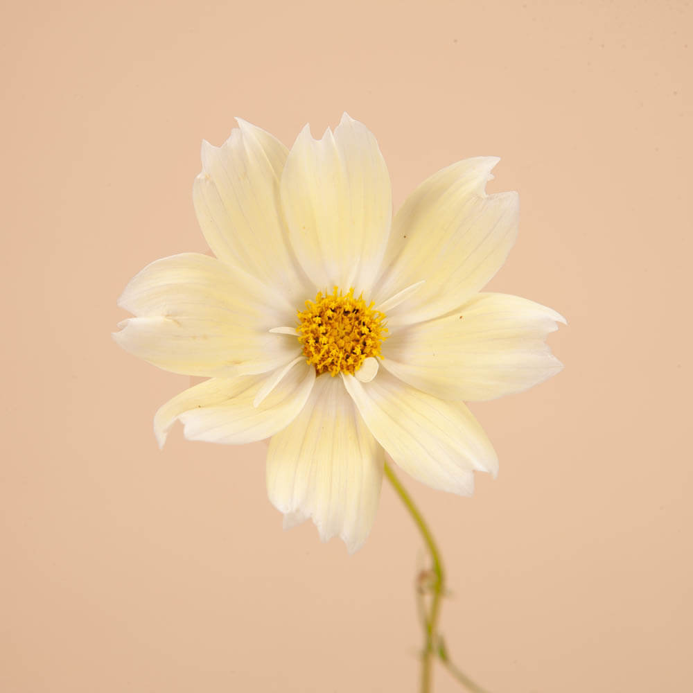 Xanthos Cosmos Seeds