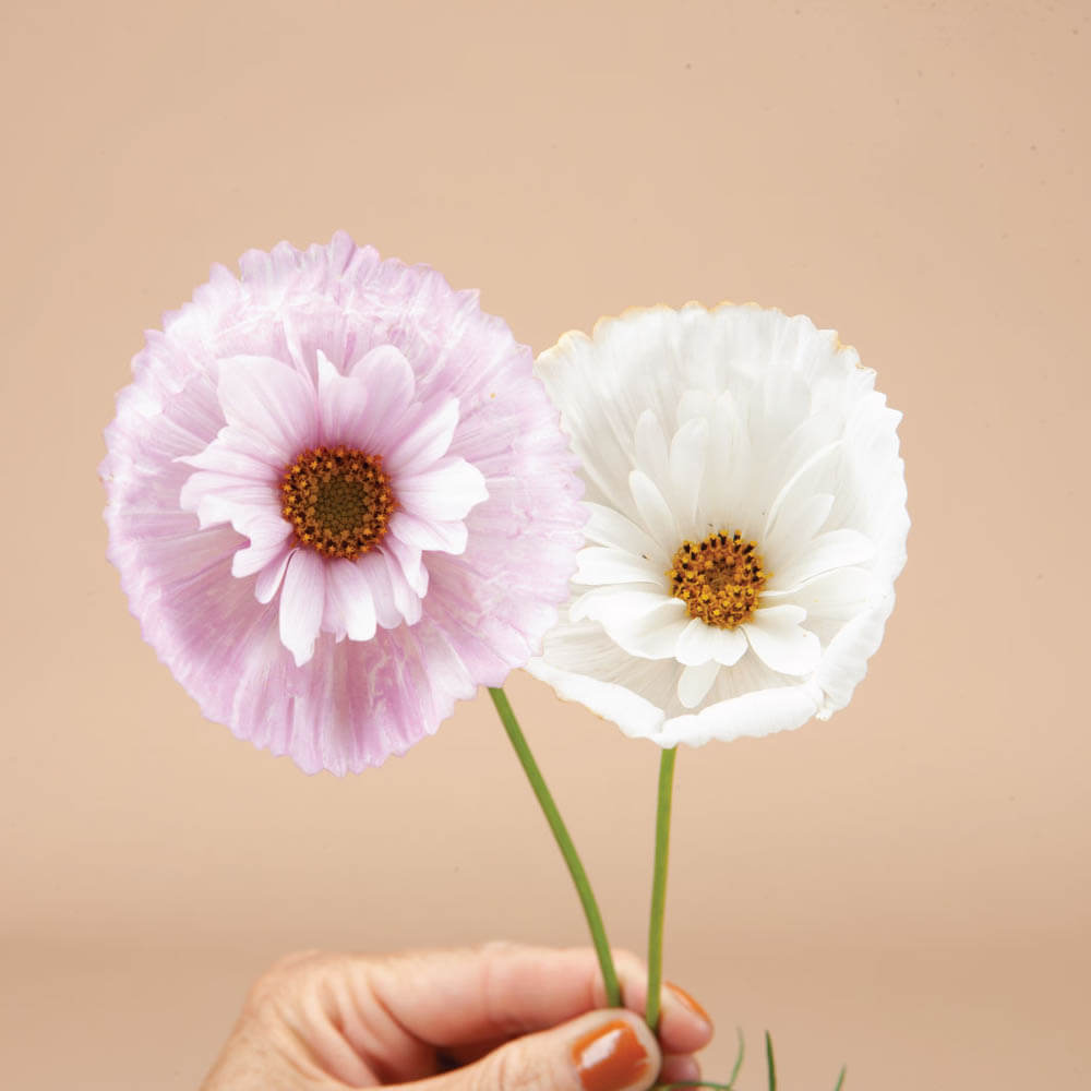 Cupcakes and Saucers Mix Cosmos Plants