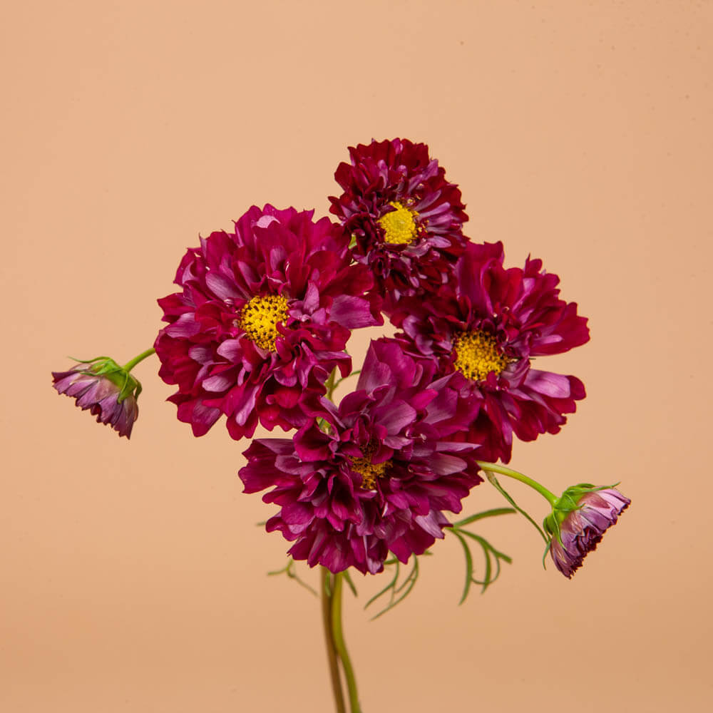 Double Click Cranberry Cosmo Seeds