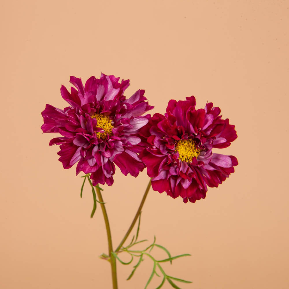 Double Click Cranberry Cosmo Seeds