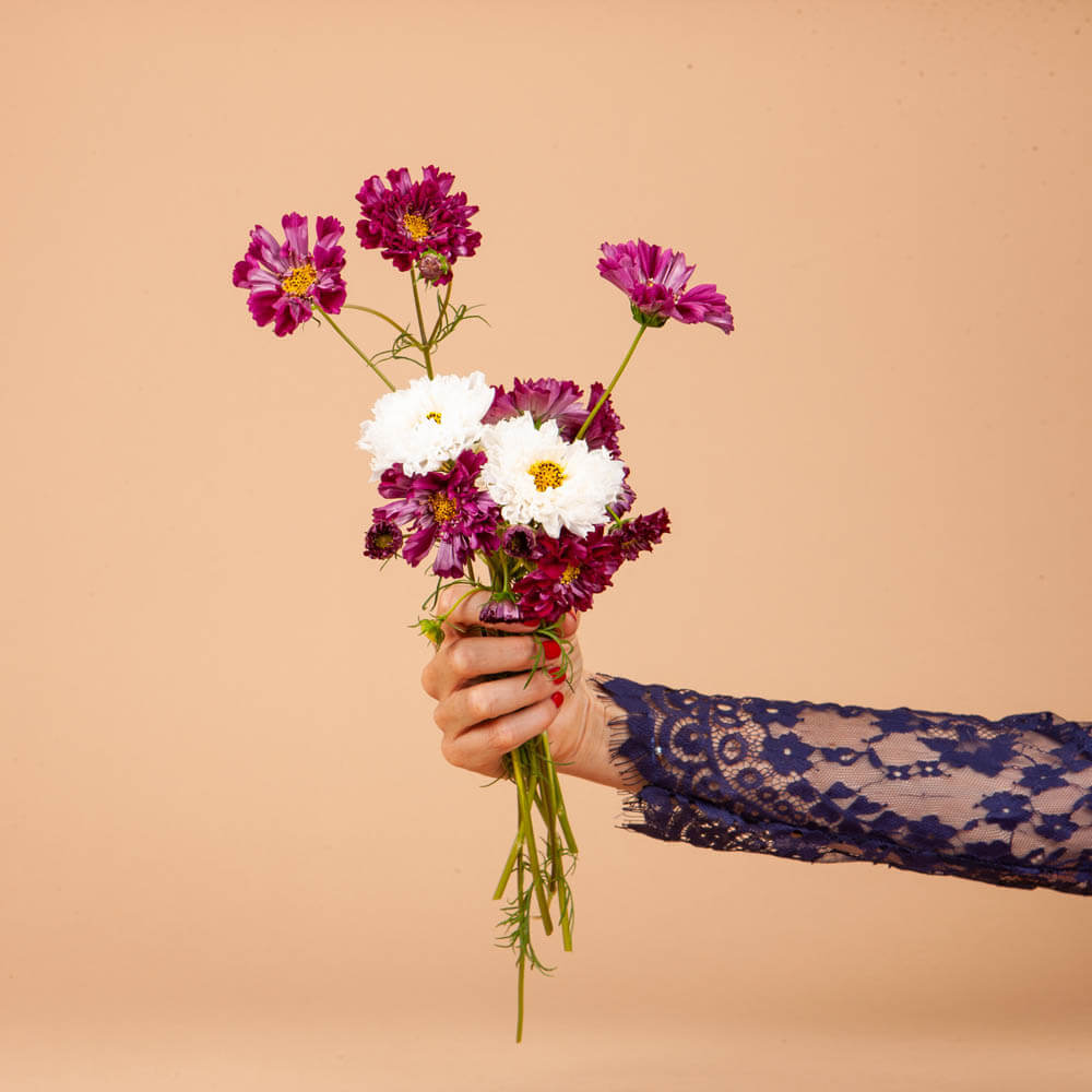 Double Click Cranberry Cosmo Seeds