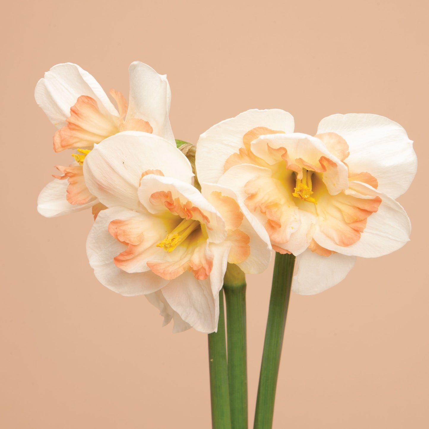 Narcissus Delnashaugh Bulbs