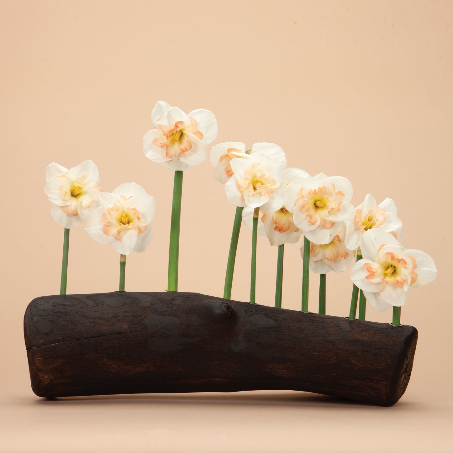 Narcissus Delnashaugh Bulbs