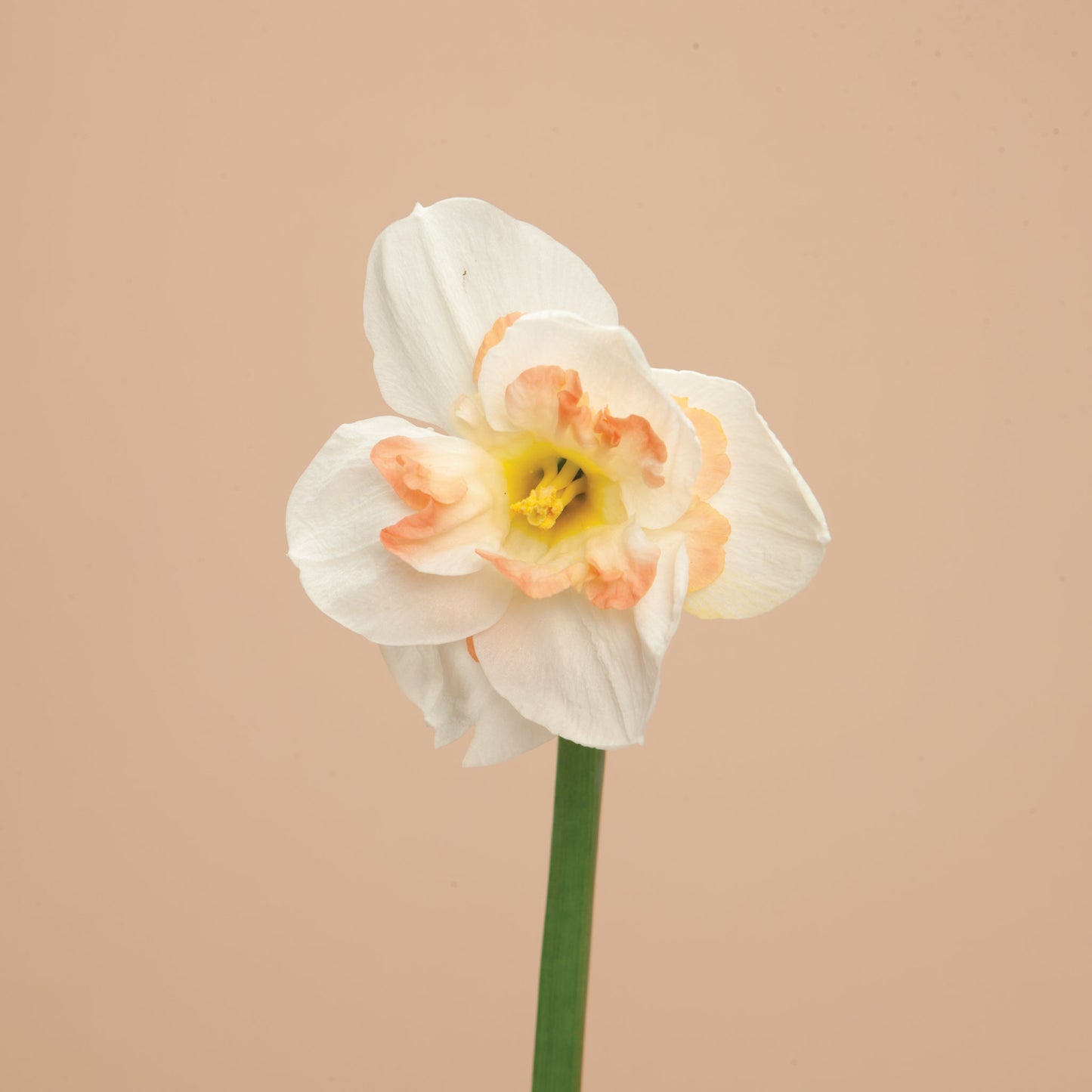 Narcissus Delnashaugh Bulbs