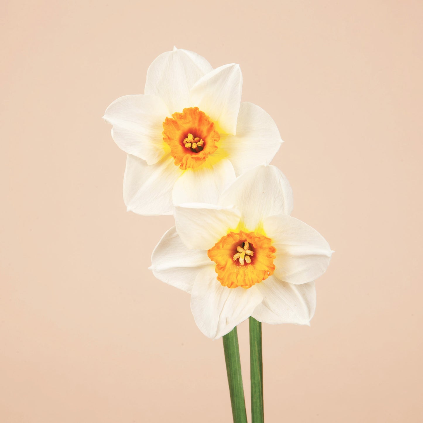 Minnow Daffodil Bulbs