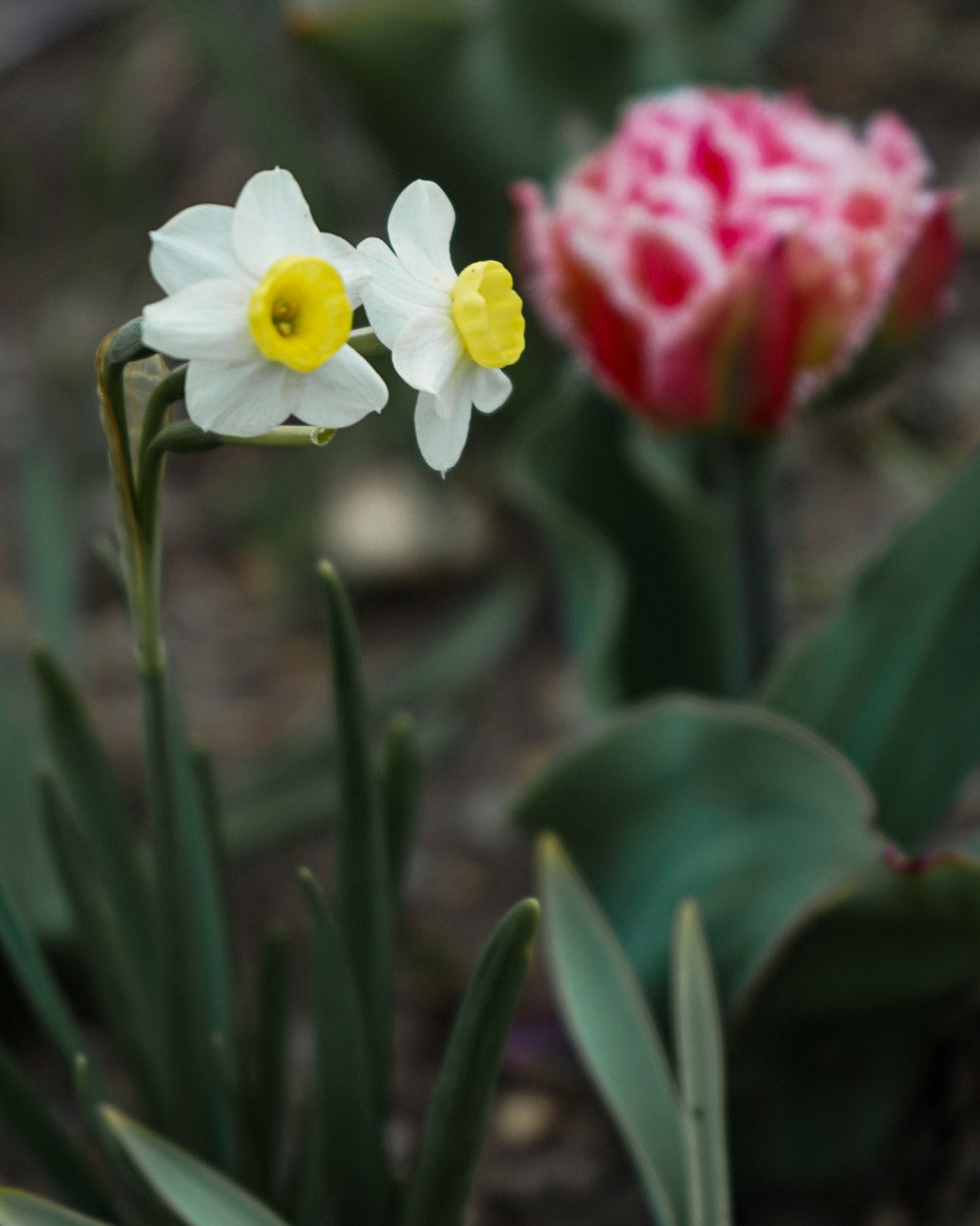 Minnow Daffodil Bulbs