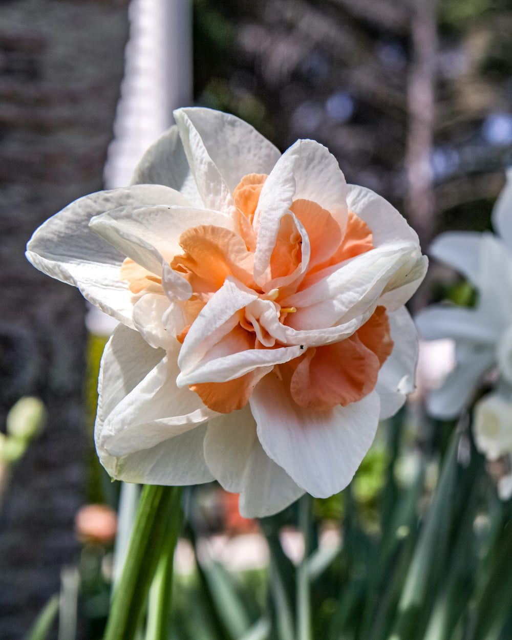 Narcissus Delnashaugh Bulbs