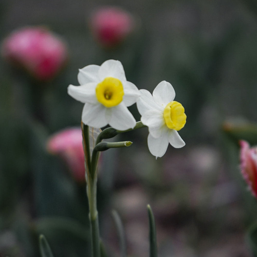 Minnow Daffodil Bulbs