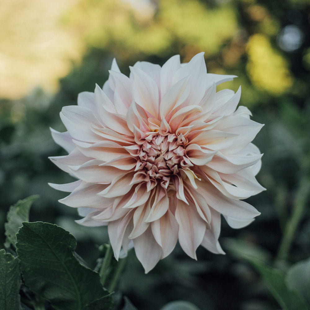 Café Au Lait Dahlia
