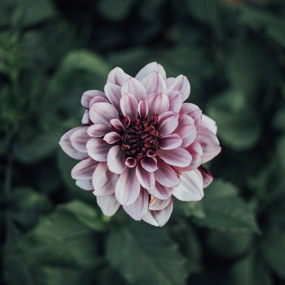 Créme de Cassis Dahlia
