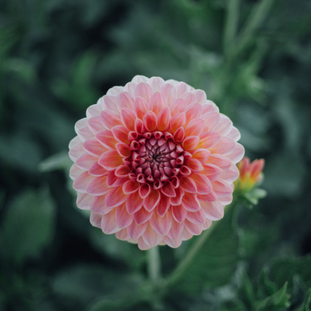 Jowey Nicky Dahlia