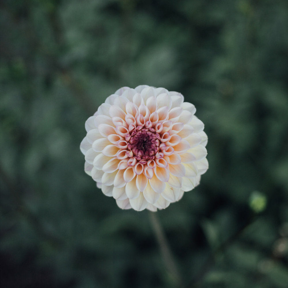 Sweet Suzanne Dahlia