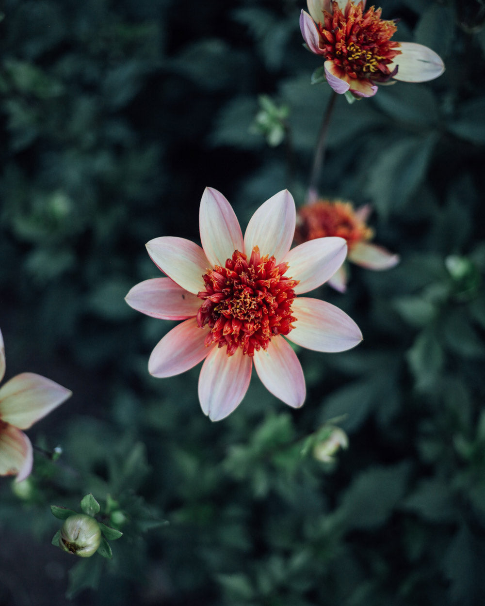 Totally Tangerine Dahlia