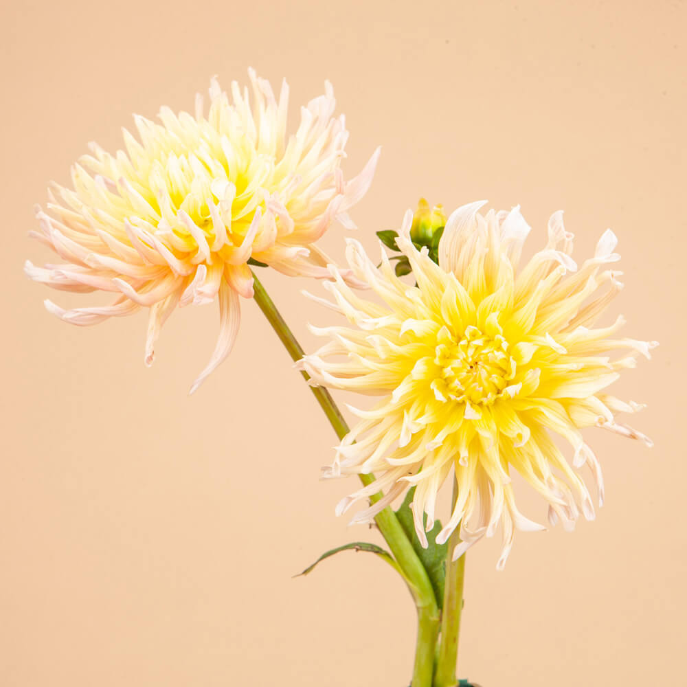 Apricot Star Dahlia