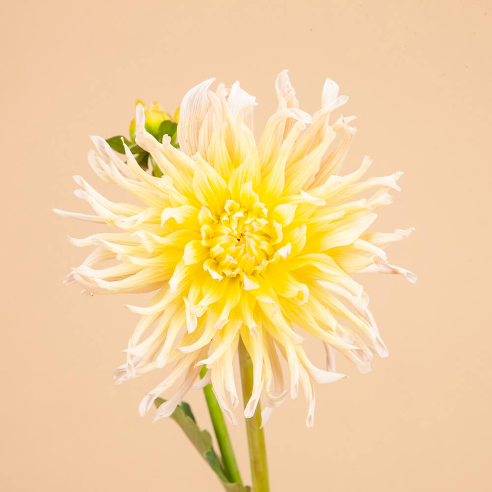 Apricot Star Dahlia