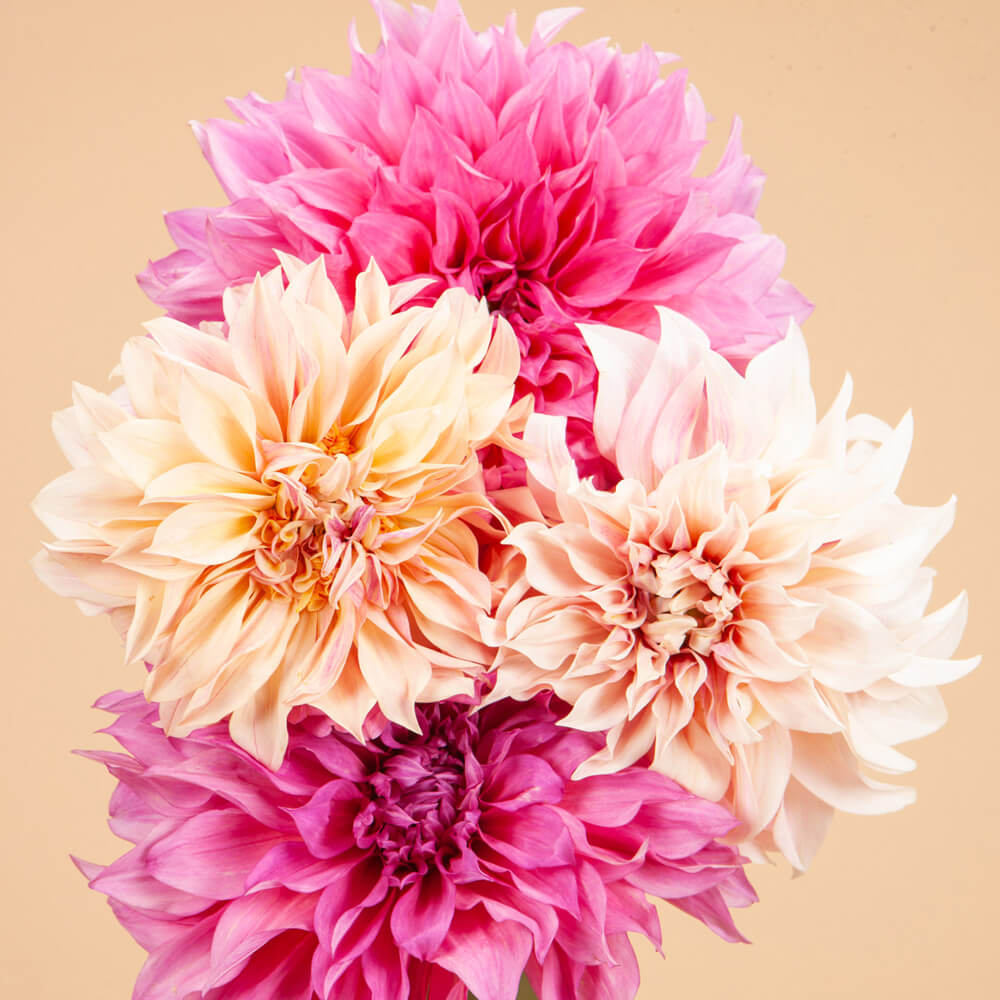 Café au Lait Dahlia and Café au Lait Rose Dahlia Mix