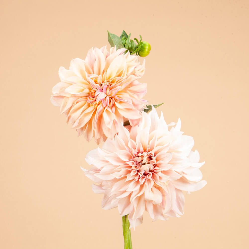 Café Au Lait Dahlia