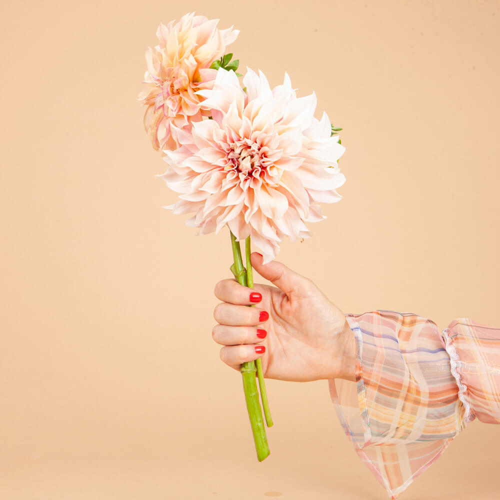 Café Au Lait Dahlia