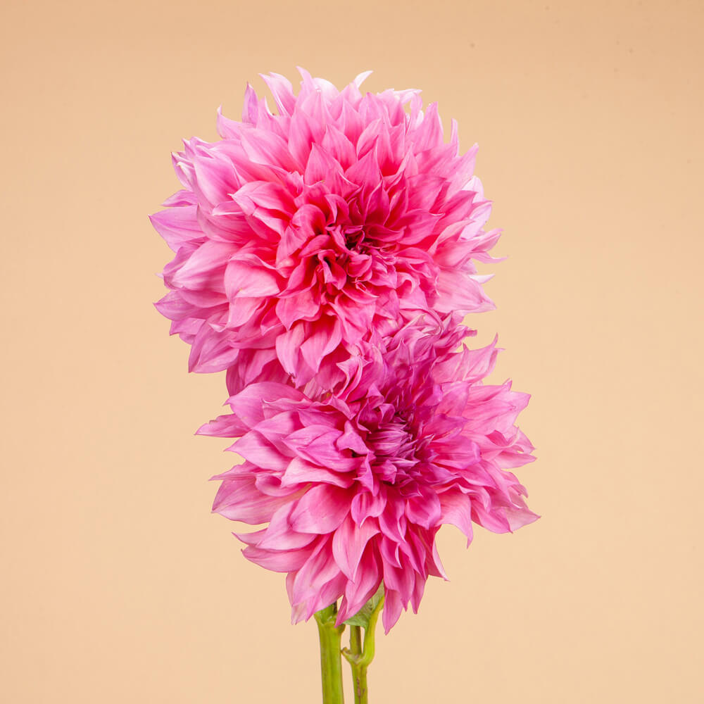 Café Au Lait Rose Dahlia