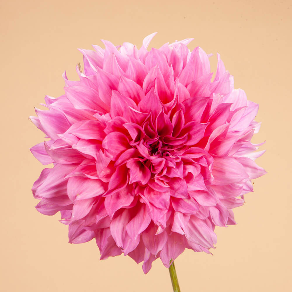 Café Au Lait Rose Dahlia